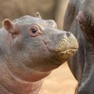 Meet your Posher, Daniela